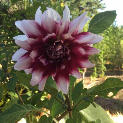 Dahlia pourpre semi-cactus